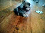 Prachtige Pomeriaan pup (reu) beide ouders aanwezig, Keeshond, Reu, 8 tot 15 weken, Eén hond