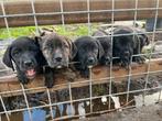 Cane corso labradoodle kruising, Dieren en Toebehoren, Meerdere, Meerdere dieren, Middel, Nederland