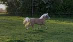 Super mooi drachtige Merrie Stokmaat 1,12, Merrie, 0 tot 2 jaar, A pony (tot 1.17m), Gechipt