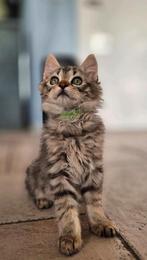 Apollo zoekt nieuw personeel, Dieren en Toebehoren, Katten en Kittens | Raskatten | Langhaar, Kater, Gechipt, 0 tot 2 jaar