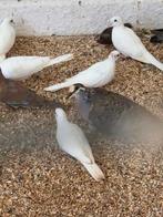 Senegal mutaties, Dieren en Toebehoren, Vogels | Duiven, Meerdere dieren, Overige soorten