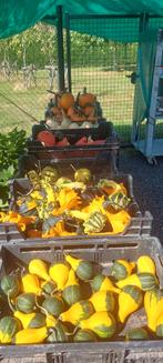 Pompoenen en sier kallebassen, Ophalen, Nieuw