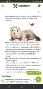 IK WIL EEN FRET KOPEN, Fret, Geslacht onbekend, November, Tam