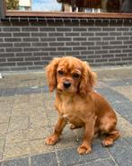 Cavalier king charles spaniel puppy kleur ruby, Rabiës (hondsdolheid), 15 weken tot 1 jaar, Teef, Eén hond