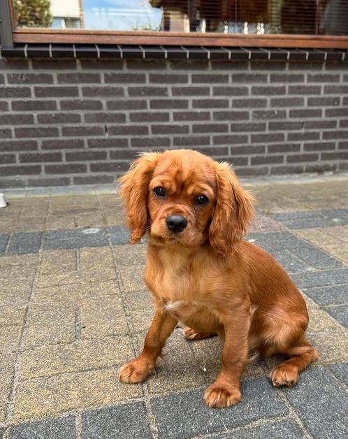 Cavalier king charles spaniel puppy kleur ruby, Dieren en Toebehoren, Honden | Retrievers, Spaniëls en Waterhonden, Teef, Spaniël