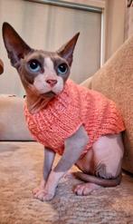 Gebreide trui Kattenkleding Sphynx kat kitten Rex Handmade, Ophalen of Verzenden, Nieuw