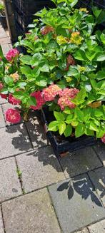 LEEGVERKOOP VAN HORTENSIA SOORTEN EN KLEUREN BODEMPRIJZEN, Overige soorten, Vaste plant, Ophalen of Verzenden, Halfschaduw