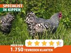Amrock groot | Gezonde kippen | Passend advies, Dieren en Toebehoren, Pluimvee, Meerdere dieren, Kip