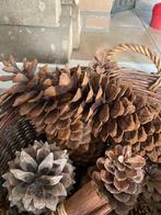 Sugar pine cone, grootste dennenappels!, Ophalen of Verzenden