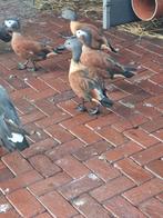 Gezocht grijskop casarca.s   alles aanbieden, Dieren en Toebehoren, Pluimvee, Meerdere dieren, Kip