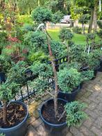 Juniperus chin bleu, Ophalen, Volle zon, Overige soorten