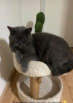 British Shorthair (4 jaar) dringend nieuw thuis nodig, Kater