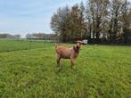 2 hoornloze bokken te koop, Dieren en Toebehoren, Schapen, Geiten en Varkens, Mannelijk, Geit, 0 tot 2 jaar