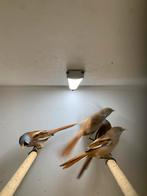 baardmannetjes, Dieren en Toebehoren, Vogels | Overige Vogels, Meerdere dieren, Tropenvogel