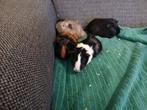 Te koop 5 cavia beertjes, Dieren en Toebehoren, Knaagdieren, November, Mannelijk, Cavia