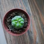 klein ( PEYOTE CACTUS ) Lophophora Williamsii, Huis en Inrichting, Kamerplanten, Cactus, Minder dan 100 cm, Volle zon, Ophalen