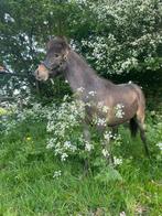 Te koop knappe appaloosa merrie  van 1 jaar, Dieren en Toebehoren, Pony's, Merrie, Gechipt, 0 tot 2 jaar, A pony (tot 1.17m)