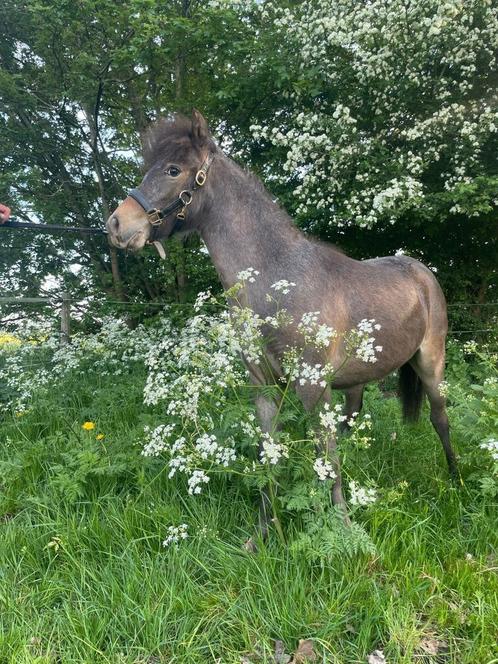 Te koop knappe appaloosa merrie  van 1 jaar, Dieren en Toebehoren, Pony's, Merrie, A pony (tot 1.17m), Recreatiepony, 0 tot 2 jaar