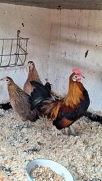 Te koop Hollandse kriel, Dieren en Toebehoren, Pluimvee, Meerdere dieren, Kip