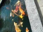 Te koop japanse koi karpers  verschillende soorten en maten, Dieren en Toebehoren, Vissen | Vijvervissen, Karper of Koi