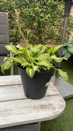 Groen witte hosta in pot, Ophalen of Verzenden, Zomer, Overige soorten, Halfschaduw