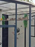 Zebravinken, 4 kanaries en andere vogels., Dieren en Toebehoren, Vogels | Kanaries, Meerdere dieren, Kleurkanarie