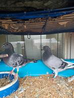 Jonge koppel postduiven, Meerdere dieren, Postduif