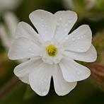 Zaden avondkoekoeksbloem (Silene latifolia) - inheems, bio, Ophalen of Verzenden, Voorjaar, Volle zon, Zaad