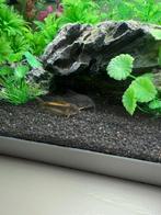 Guppys 5x en twee corrydoras en twee soort antennebaarsjes, Dieren en Toebehoren, Vis
