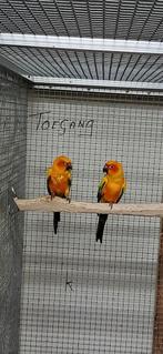 6 Kweek koppels div Grote Parkieten, Dieren en Toebehoren, Vogels | Parkieten en Papegaaien, Meerdere dieren, Parkiet, Geringd