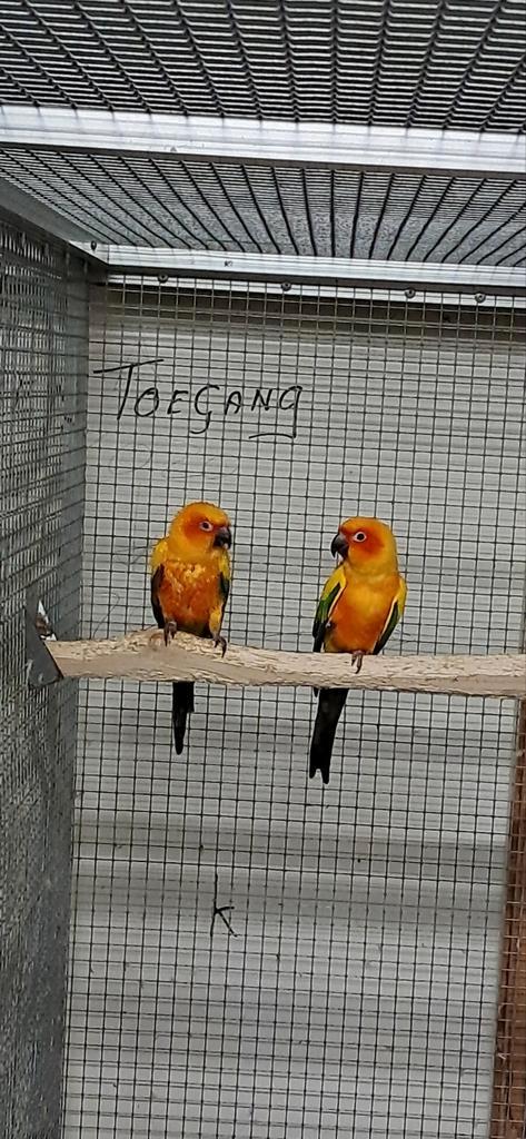 6 Kweek koppels div Grote Parkieten, Dieren en Toebehoren, Vogels | Parkieten en Papegaaien, Parkiet, Meerdere dieren, Geringd