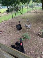 Gevraagd koppel zwarte zwanen, Dieren en Toebehoren, Pluimvee, Meerdere dieren, Gans of Zwaan