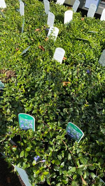 Groenblijvende bodembedekkers nu €3 beschikbaar voor biedingen