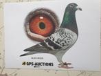 POSTDUIVEN  PRACHT DOFFER COMB . HOFMAN REGTOP, Dieren en Toebehoren, Vogels | Duiven, Mannelijk, Postduif