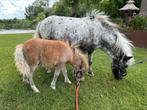 hengst shetlander veulen, Dieren en Toebehoren, Pony's, Niet van toepassing, 0 tot 2 jaar, A pony (tot 1.17m), Meerdere dieren