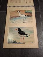 Plaatjesboek - Steltlopers (1960), Ophalen of Verzenden, Gelezen, A.B Wigman, Plaatjesalbum