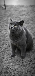 Britse korthaar kittens verwacht !!!, Dieren en Toebehoren, Overige Dieren