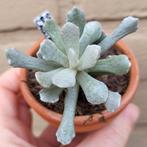 Senecio Scaposus Addoensis, Huis en Inrichting, Kamerplanten, Verzenden, Halfschaduw, Minder dan 100 cm