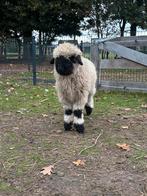 Walliser schwarznase ramlam, Dieren en Toebehoren, Schapen, Geiten en Varkens, Mannelijk, Schaap, 0 tot 2 jaar