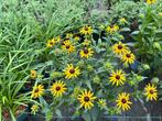 Rudbeckia little Goldstar 30-40 cm volle plant in 17 cm pot, Ophalen, Zomer, Overige soorten, Volle zon