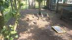 Indische Loopeenden van 8 en 9 weken oud te koop, Meerdere dieren, Eend