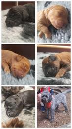 Mini Labradoodle pups multigen niet verharend, Dieren en Toebehoren, 8 tot 15 weken, Meerdere, Meerdere dieren, Klein