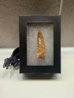 Spinosaurus tand - 5.2cm, Ophalen of Verzenden, Fossiel