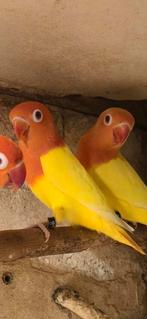 Mooie jonge fischeri's, Meerdere dieren, Dwergpapegaai of Agapornis, Geringd