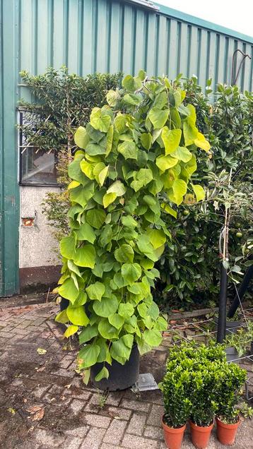 Cercis ‘golden falls’ beschikbaar voor biedingen