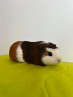 Cavia zeugje ter adoptie - knaagdieropvang Rodent Rescue, Januari, Vrouwelijk, Cavia