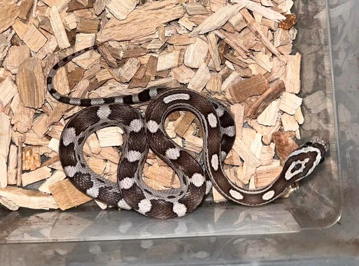 Rattenslang Anery Motley