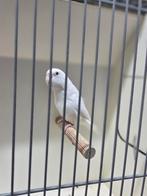 Forpus coelestis albino, Dieren en Toebehoren, Mannelijk, Parkiet