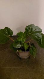 Begonia ricinifolia, Ophalen of Verzenden, Halfschaduw, Minder dan 100 cm