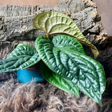 Anthurium Luxurians x Radicans #5 beschikbaar voor biedingen